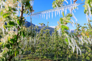 Close up of apple orchards covered with ice in spring
Villa of Tirano Sondrio province Valtellina Lombardy Italy Europe Close up of apple orchards covered with ice in spring
Villa of Tirano Sondrio province Valtellina Lombardy Italy Europe