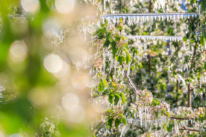 Close up of tree branches of apple orchards covered with ice Villa of Tirano Sondrio province Valtellina Lombardy Italy Europe Close up of tree branches of apple orchards covered with ice Villa of Tirano Sondrio province Valtellina Lombardy Italy Europe