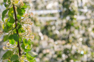Close up of tree branches of apple orchards covered with ice Villa of Tirano Sondrio province Valtellina Lombardy Italy Europe Close up of tree branches of apple orchards covered with ice Villa of Tirano Sondrio province Valtellina Lombardy Italy Europe
