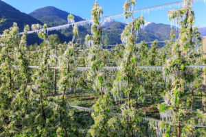 Blue sky on the apple orchards covered with ice in spring
Villa of Tirano Sondrio province Valtellina Lombardy Italy Europe Blue sky on the apple orchards covered with ice in spring
Villa of Tirano Sondrio province Valtellina Lombardy Italy Europe