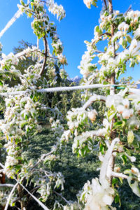 Blue sky on the apple orchards covered with ice in spring
Villa of Tirano Sondrio province Valtellina Lombardy Italy Europe Blue sky on the apple orchards covered with ice in spring
Villa of Tirano Sondrio province Valtellina Lombardy Italy Europe