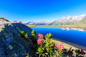 Close up of rhododendrons in bloom at Lake Andossi, Chiavenna Valley, Sondrio province, Valtellina, Lombardy, Italy, Europe Close up of rhododendrons in bloom at Lake Andossi, Chiavenna Valley, Sondrio province, Valtellina, Lombardy, Italy, Europe