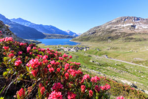 Rhododendrons in bloom at Montespluga, Chiavenna Valley, Sondrio province, Valtellina, Lombardy, Italy, Europe Rhododendrons in bloom at Montespluga, Chiavenna Valley, Sondrio province, Valtellina, Lombardy, Italy, Europe