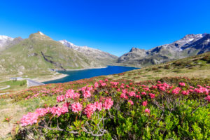 Rhododendrons on the shores of the basin, Montespluga, Chiavenna Valley, Sondrio province, Valtellina, Lombardy, Italy, Europe Rhododendrons on the shores of the basin, Montespluga, Chiavenna Valley, Sondrio province, Valtellina, Lombardy, Italy, Europe