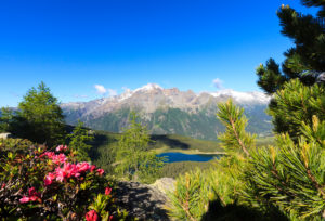 Rhododendrons and Lake Palô framed by Mount Disgrazia seen from Monte Roggione Malenco Valley Valtellina Lombardy Italy Europe Rhododendrons and Lake Palô framed by Mount Disgrazia seen from Monte Roggione Malenco Valley Valtellina Lombardy Italy Europe