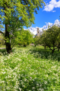 Old bell tower framed by flowers and snowy peaks Soglio Maloja canton of Graubunden Engadin Bregaglia Valley Switzerland Europe Old bell tower framed by flowers and snowy peaks Soglio Maloja canton of Graubunden Engadin Bregaglia Valley Switzerland Europe