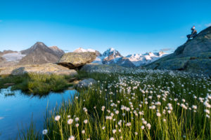 Hiker on rocks admires the blooming of cotton grass Fuorcla Surlej St. Moritz Canton of Graubünden Engadine Switzerland Europe Hiker on rocks admires the blooming of cotton grass Fuorcla Surlej St. Moritz Canton of Graubünden Engadine Switzerland Europe