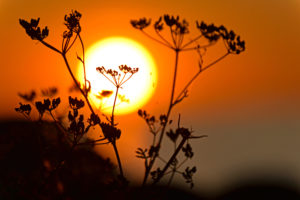 Verblühte Pflanze vor untergehender Sonne Verblühte Pflanze vor untergehender Sonne