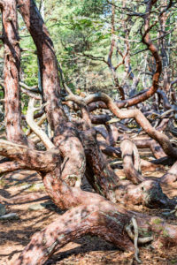 Sturmgepeitschte, krumme Kiefern im Naturschutzgebiet, Trollskogen im Norden von Öland Sturmgepeitschte, krumme Kiefern im Naturschutzgebiet, Trollskogen im Norden von Öland
