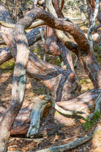 Sturmgepeitschte, krumme Kiefern im Naturschutzgebiet, Trollskogen im Norden von Öland Sturmgepeitschte, krumme Kiefern im Naturschutzgebiet, Trollskogen im Norden von Öland