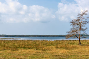 Meeresbucht in Schweden im Vordergrund Wiese auf der ein einsamer Baum steht Meeresbucht in Schweden im Vordergrund Wiese auf der ein einsamer Baum steht