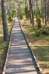Ein schnurgerader Holzbohlenweg führt duch einen Kiefernwald. Ein schnurgerader Holzbohlenweg führt duch einen Kiefernwald.