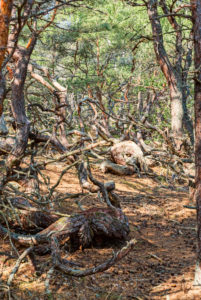 Sturmgepeitschte, krumme Kiefern im Naturschutzgebiet, Trollskogen im Norden von Öland Sturmgepeitschte, krumme Kiefern im Naturschutzgebiet, Trollskogen im Norden von Öland