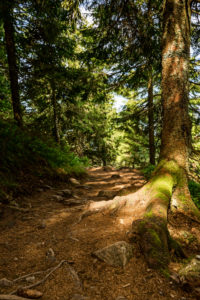 Waldpfad auf dem Genießerpfad Belchensteig. Waldpfad auf dem Genießerpfad Belchensteig.