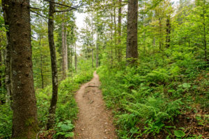 Wegeführung des Belchensteiges durch den Wald. Wegeführung des Belchensteiges durch den Wald.