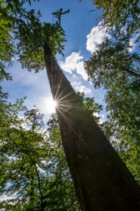 Blick gen Himmel am Baumstamm entlang, Sonnenstern Blick gen Himmel am Baumstamm entlang, Sonnenstern