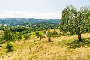 Panoramablick über Streuobstwiesen Panoramablick über Streuobstwiesen