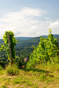 Blick von der Marienkapelle durch Weinstöcke hindurch auf Kirche Blick von der Marienkapelle durch Weinstöcke hindurch auf Kirche