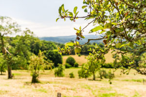 Ein Apfel hängt an Apfelbaum auf einer Streuobstwiese Ein Apfel hängt an Apfelbaum auf einer Streuobstwiese