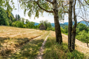 Forstweg unter Birken führt an Scheune vorbei. Forstweg unter Birken führt an Scheune vorbei.