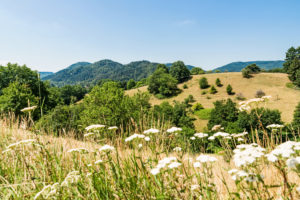 Weiße Schafgarbe am Wegesrand Weiße Schafgarbe am Wegesrand