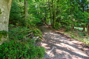 Waldweg mit Bank Waldweg mit Bank