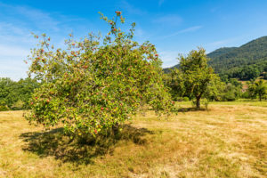 Apfelbaum auf einer Streuobstwiese Apfelbaum auf einer Streuobstwiese