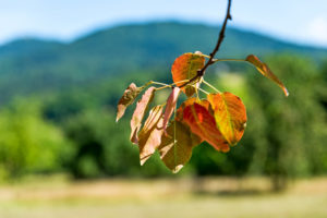 Branch and leaves of an apple tree in the foreground Branch and leaves of an apple tree in the foreground