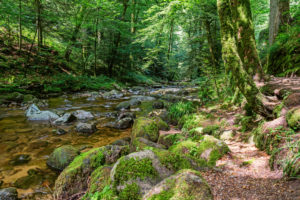 Der Grobbach mit Wanderpfad, Bäumen und moosbewachsenen Steinen. Der Grobbach mit Wanderpfad, Bäumen und moosbewachsenen Steinen.