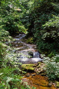 Grobbach flows through the forest. Grobbach flows through the forest.