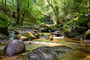 Der Grobbach schlängelt sich durch ein steiniges Bachbett Der Grobbach schlängelt sich durch ein steiniges Bachbett