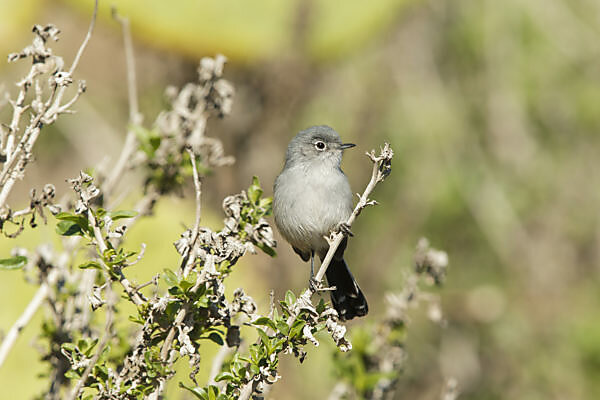 Coastal California Gnatcatcher (Polioptila californica californica)