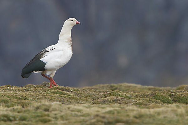 Bildagentur | mauritius images | Andean Goose (Chloephaga melanoptera),  Central Highlands, Peru