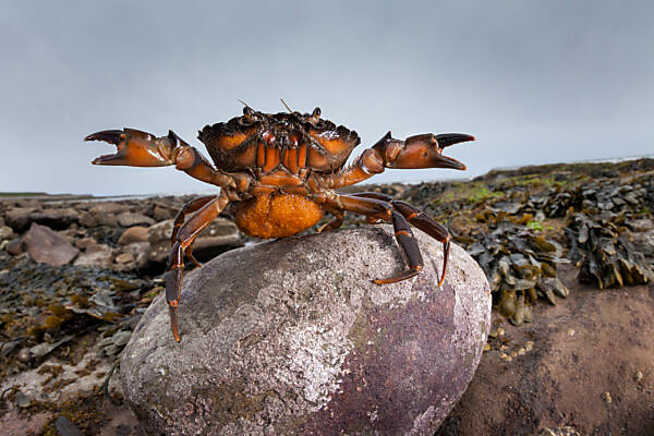 Dungeness Crabbing and the Off-Path Secrets of the Olympic Peninsula, by  Andrea Watson