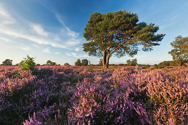 Bell heather, Erica cinerea and Ling, Calluna vulgaris at Devil's