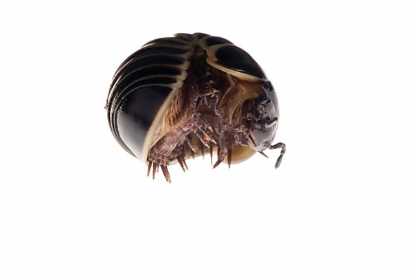Bildagentur | mauritius images | Pill millipede (Glomeris marginata) rolled  up for defence, woodland, Savoie, France, June. meetyourneighbours.net  project