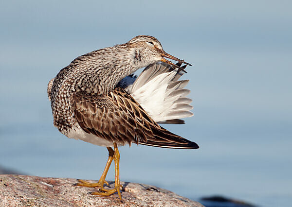 pectoral sandpiper calidris melanotos PECTORAL SANDPIPER Calidris melanotos FAUNA PARAGUAY main image 0