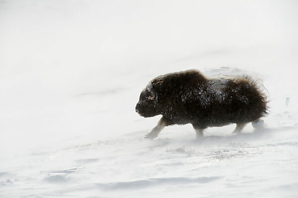 Lemming - Lemmus lemmus - Masai Gallery