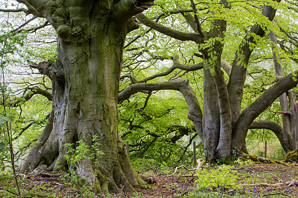 Bildagentur | mauritius images | Germany, Suentel beeches, Fagus sylvatica  var. Suentelensis, against the sun
