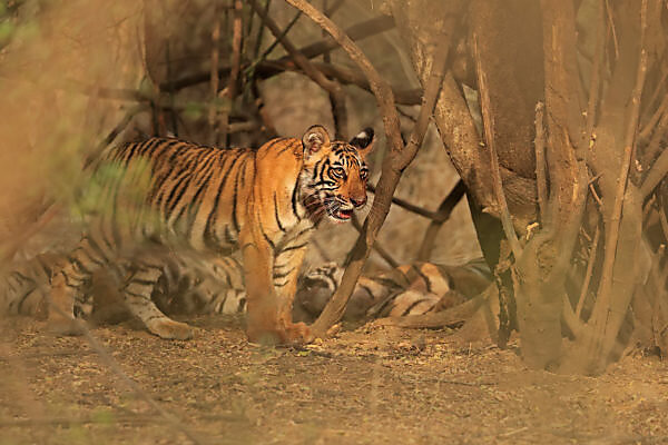 Stock photo of Bengal tiger (Panthera tigris tigris) 11 month cubs play  fighting. Available for sale on