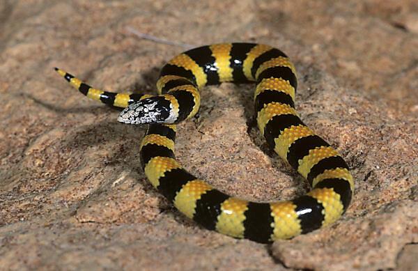 Stock photo of Coral pipe snake (Anilius scytale) Iwokrama, Guyana.  Available for sale on