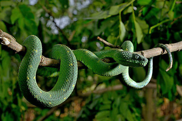 New female Atheris chlorechis added to the colony. : r/snakes