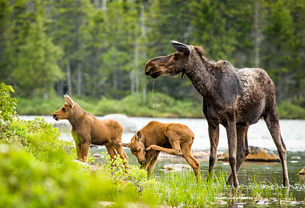 Bildagentur | mauritius images | Moose (Alces alces) female with twin calves on riverbank,Baxter state park,Maine,USA,