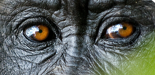 Mountain gorilla (Gorilla beringei) close up of eyes,Rwanda,Africa. Medium repro only. 