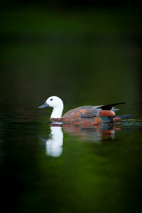 Bildagentur | mauritius images | Female Paradise shelduck (Tadorna variegata)  portrait.Ashley River,Canterbury,New Zealand.