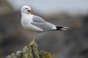 Common gull (Larus canus) perched on rock,calling,Runde,Norway.