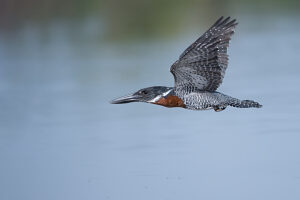 Giant kingfisher (Megaceryle maxima) male,flying low over river,Allahein River,The Gambia. 