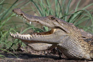 West African crocodile (Crocodylus suchus) with mouth open,head portrait,Allahein River,The Gambia. 