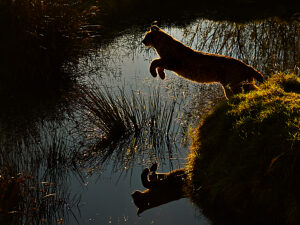 European lynx (Felis lynx) jumping over a pond,UK.  Captive 