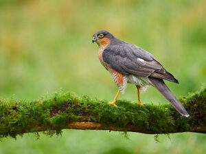 Male Eurasian sparrowhawk (Accipiter nisus),portrait,Wales,UK.  